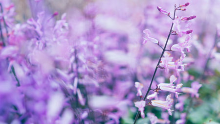 Selective focus Floral sweet color flower with copy space background.の写真素材