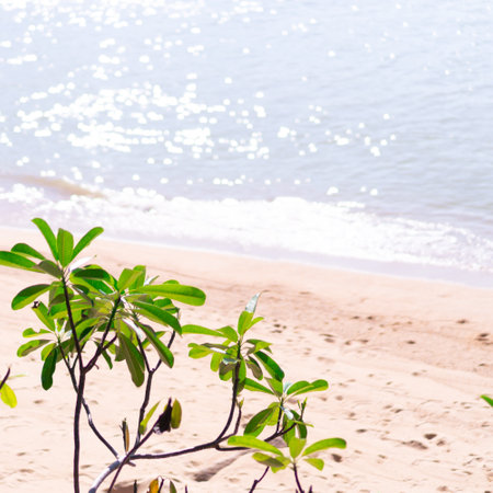 Tropical summer beach sand and beautiful sky with coconut palm tree background.の写真素材