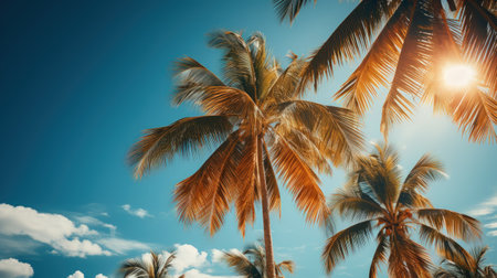 Blue sky and palm trees view from below tropical beach and summer background.の素材