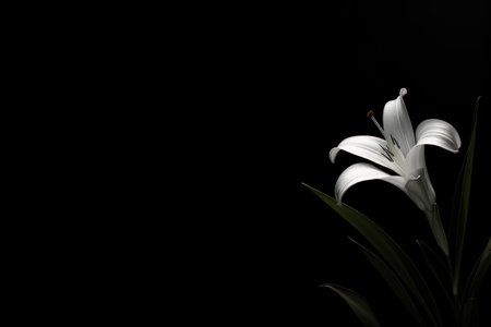 Abstract random art flower curve line concept empty background.の素材