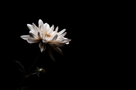 Abstract random art flower curve line concept empty background.の素材