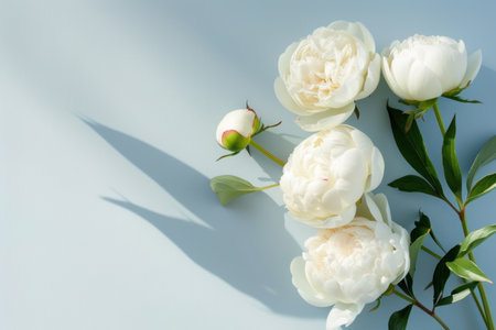 White peony rose on light blue background with copy space for text.の素材
