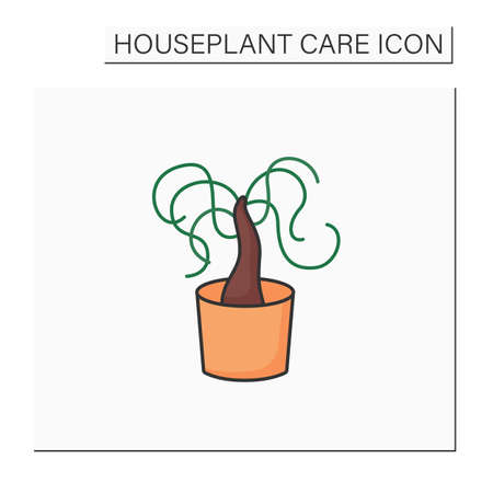 Beaucarnea recurvata color iconのイラスト素材