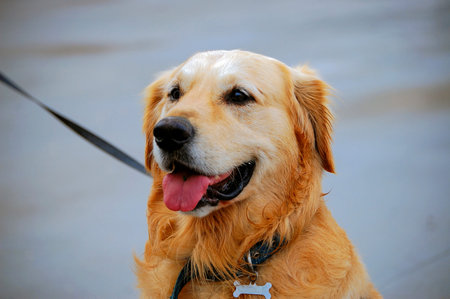 Closeup portrait of a golden retriever dog