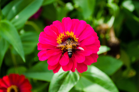 Insect bee on pink zinnia flower