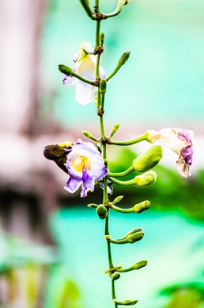A little bird collecting nectar on a flowerの写真素材