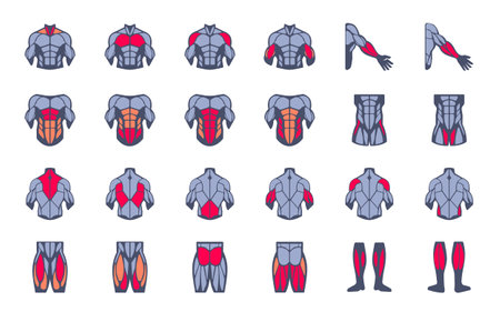 Muscles illustration icon set. It included the workout, human body parts, anatomy, and more icons.のイラスト素材
