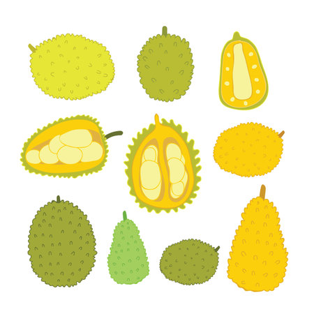Exotic tropical fruits Jackfuit set Hand drawn sketch doodle design elements Summer food Healthy...