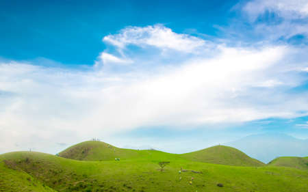 alpine meadowの写真素材
