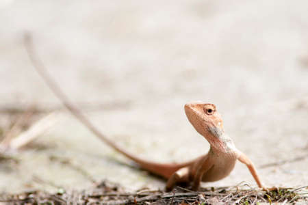 Calotes versicolorの写真素材