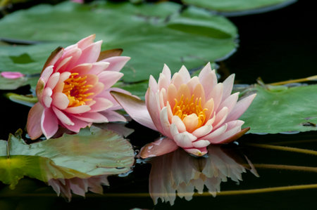 Water liliesの写真素材