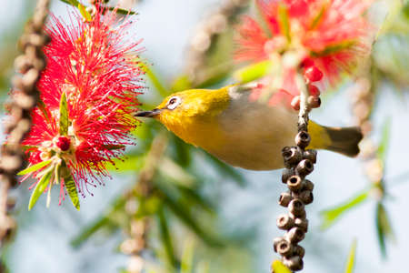 Oriental white-eyeの写真素材