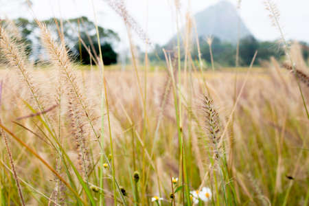 autumn scenery of rice paddy fieldの写真素材
