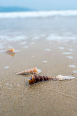 Seashell at beachの写真素材