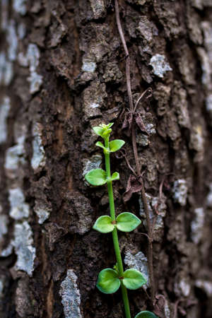 Parasitic plantの写真素材