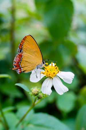A butterfly on a flower
