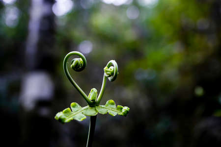 Born of fernsの写真素材