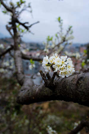 plum blossom