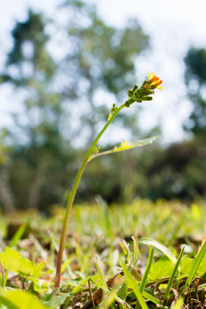 A blooming flower