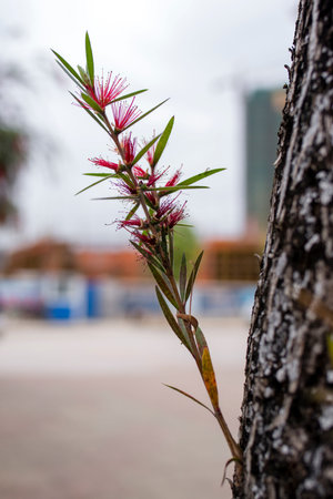 Red thousand layers (Callistemon rigidus R Br), landscape treeの写真素材