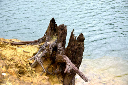 rotten woodの写真素材