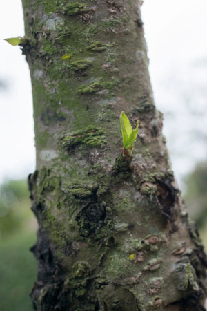 New buds grown on peach trees