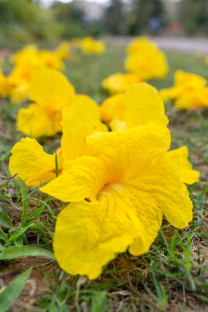 yellow flower fallen on the lawnの写真素材
