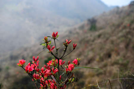 blooming  flowersの写真素材