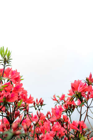 blooming  flowersの写真素材