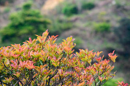 blooming  flowersの写真素材