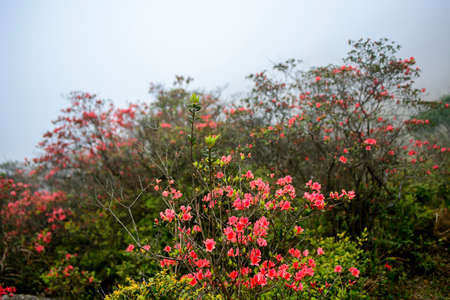 Tianlu mountain flowersの写真素材