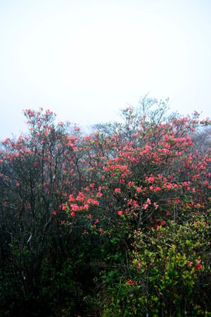 Tianlu mountain flowersの写真素材
