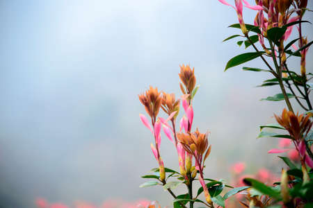 pink flowersの写真素材