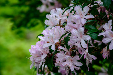 Tianlu mountain flowersの写真素材