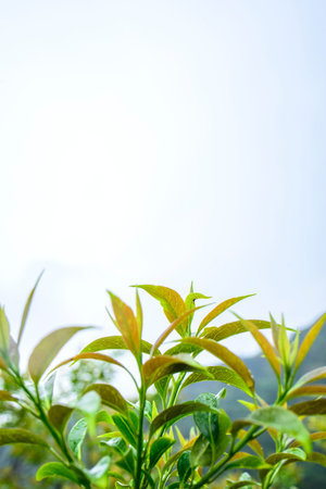 leaf