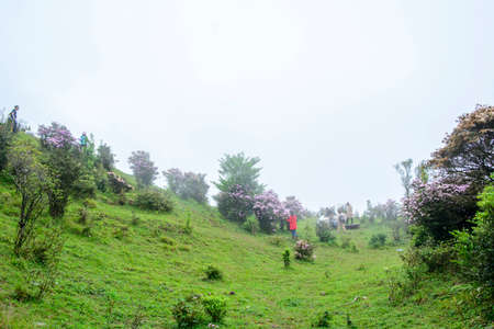 Guangdong outdoor Alpine Alpine Rhododendronのeditorial素材