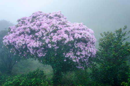 blooming flowers on treeの写真素材