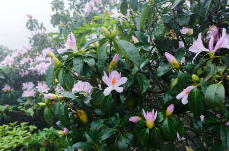 Wild Rhododendronの写真素材