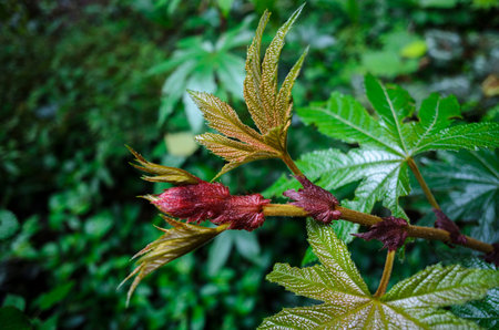 vegetation growing in the mountains