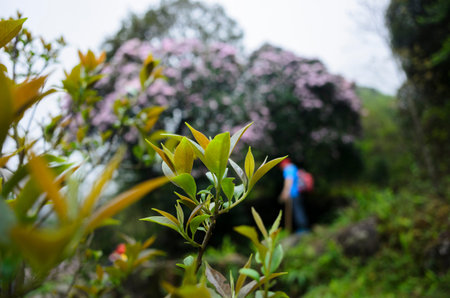 tender foliage and wild azalea in the mountains