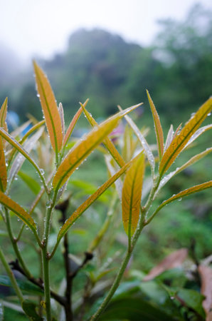 green leaves with raindrops