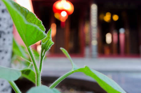 A plant grown in the templeの写真素材