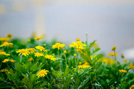 Chrysanthemum bloomingの写真素材