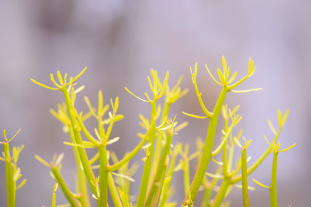 Leaves at park
