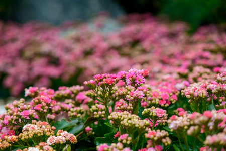 Flowers blooming
