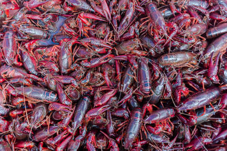 Flavored crayfishの写真素材