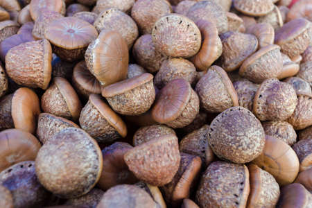 Kidney fruit with aphrodisiac effectの写真素材