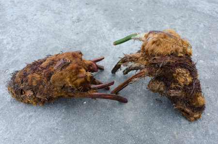 Chinese herbal medicine Cibotium barometz