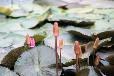 Lotus flower