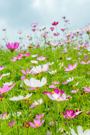 Flower bloomingの写真素材